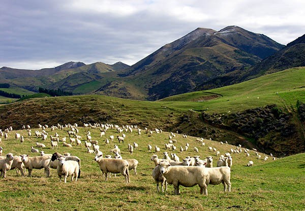 В 2013 году поголовье мелкого рогатого скота в Рутульском районе составило 105 000 голов