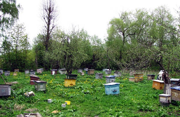 В Рутульском районе набирает  популярность пчеловодстсво