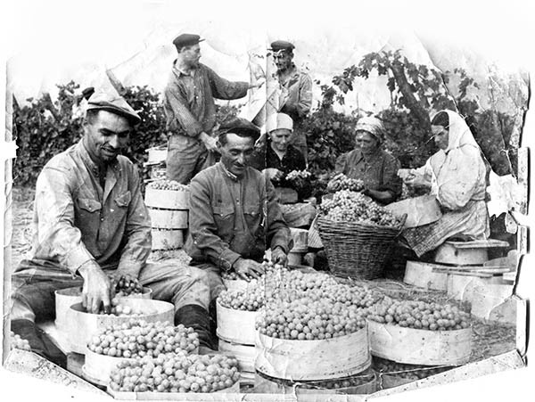 Укладка винограда в саду колхоза им. Ворошилова, 1954 г.