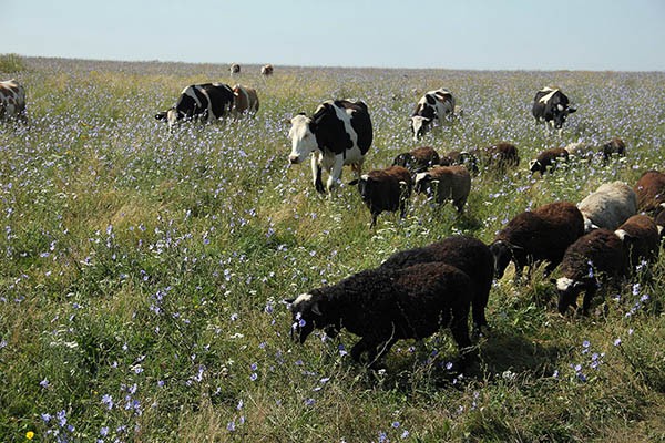 Выпас стада необходим для здоровья самих  животных и для улучшения состояния почвы