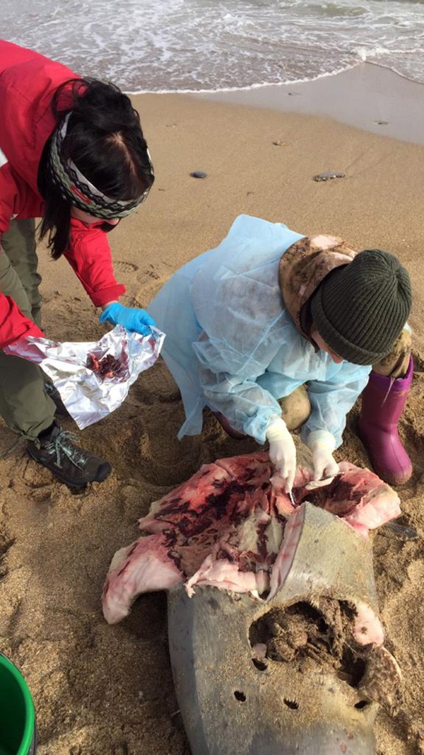 Экологи на месте попытались обнаружить следы у животных и обнаружить причину мора