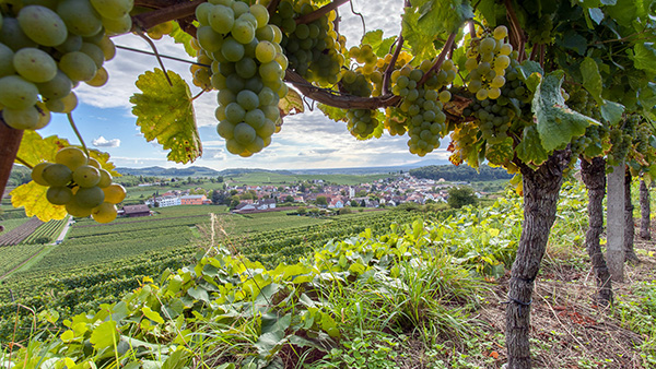 Развитие виноградарства – приоритетная  задача руководства района