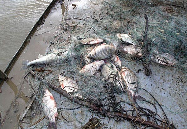 Большая часть такой рыбы остаётся гнить в реках