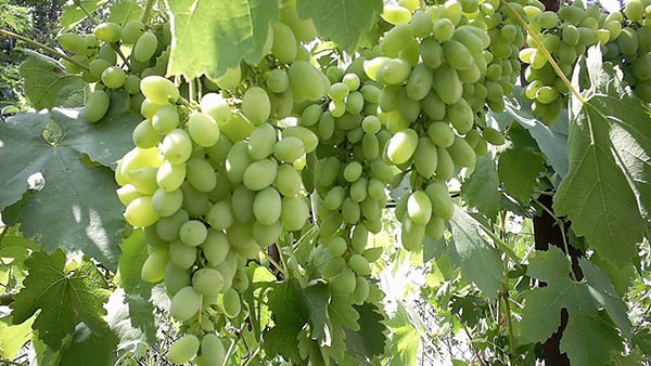 Мало – вырастить виноград, его еще надо сохранить до зимы