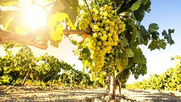 Виноградари стали главными получателями господдержки в дагестанском АПК в последние несколько лет