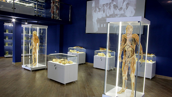 Анатомический музей стал интерактивным