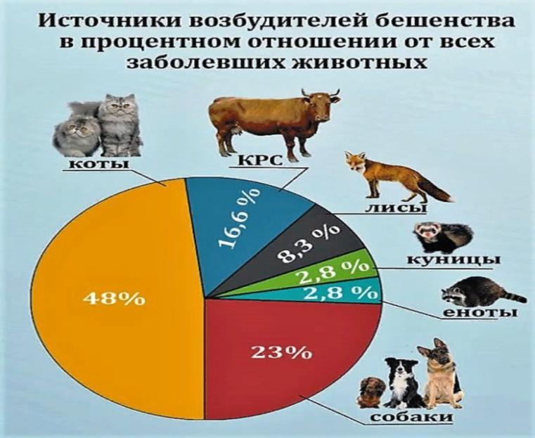 Источник возбудителя бешенства. Возбудитель бешенства у животных. Бешенство у человека возбудитель. Источником возбудителей бешенства не являются:. Через каких животных передается бешенство.