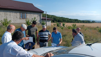 вместо леса львы и мойка