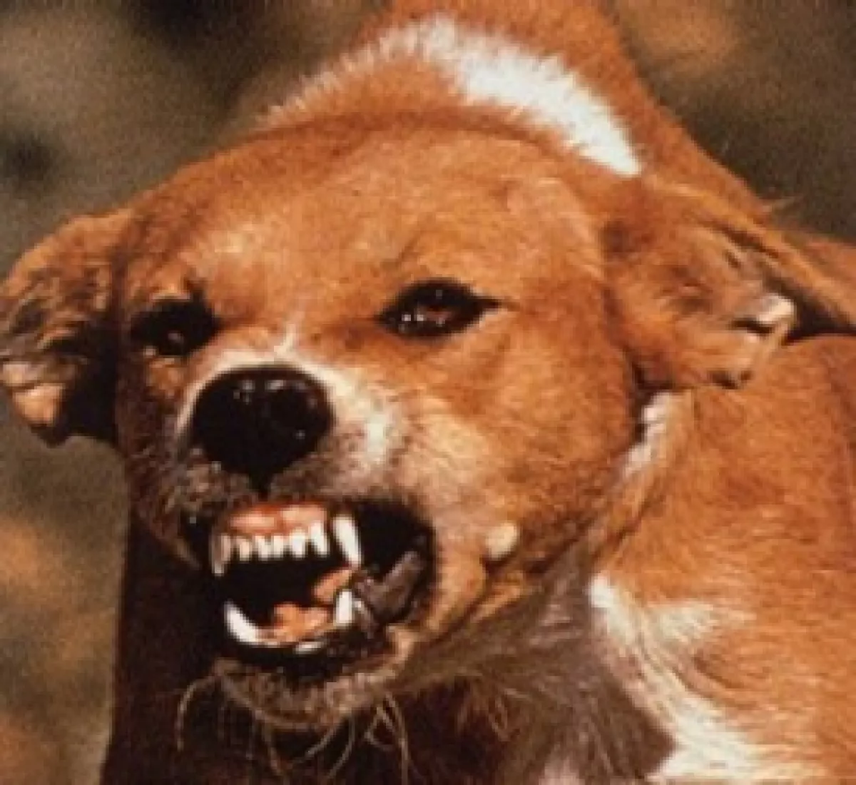 Чихуахуа бешенство. Злая рыжая собака. Рыжая бешеная собака.