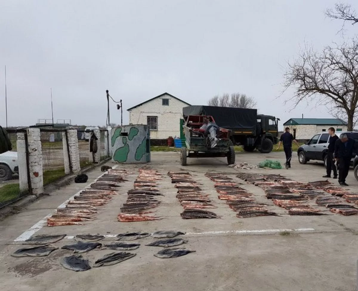 В Дагестане задержаны браконьеры с крупной партией осетровых, икрой и  шкурами тюленей | Черновик